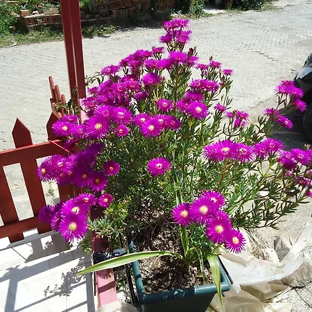 Greenwood Selimiye House * Selimiye (Aegean)